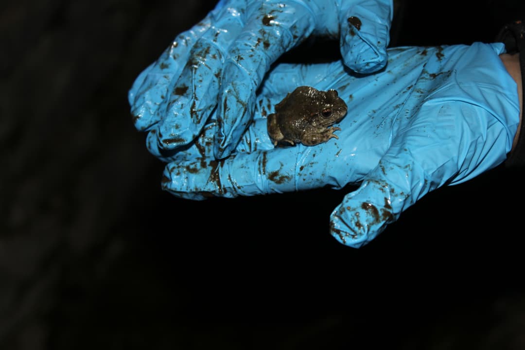 Entre el agua y la tierra