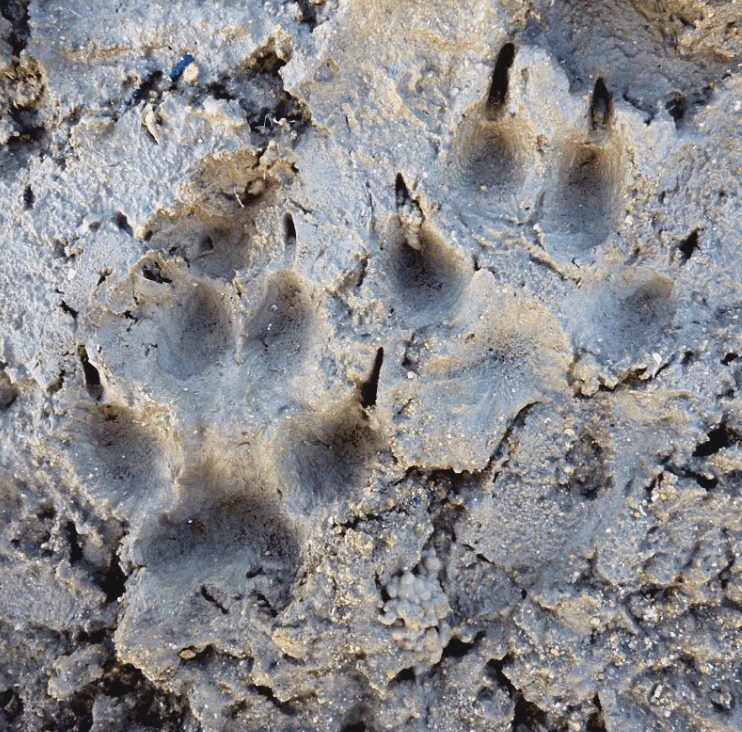 Detectives de la naturaleza